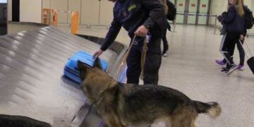 Cane fiuta mezzo chilo di marijuana nella valigia, denunciata Corriere della Droga