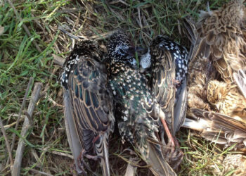 Caccia, denunciati due Cacciatori provenienti dal centro-nord Italia