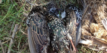 Caccia, denunciati due Cacciatori provenienti dal centro-nord Italia