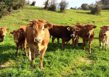 Elezioni dell’Associazione Provinciale Allevatori di Crotone