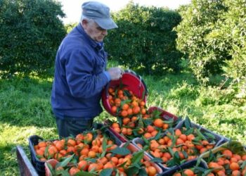Coldiretti Calabria: prezzo delle clementine da fame ai produttori agricoli