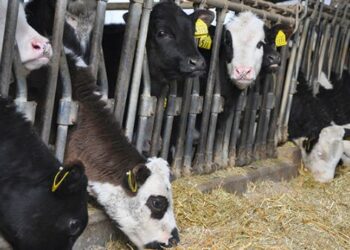 S.O.S. movimentazione bestiame, la zootecnia da carne rischia di scomparire