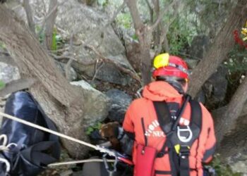 Cane segugio da caccia caduto in una scarpata, salvato dai Vigili del Fuoco