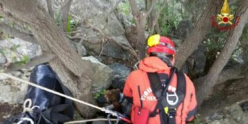 Cane segugio da caccia caduto in una scarpata, salvato dai Vigili del Fuoco
