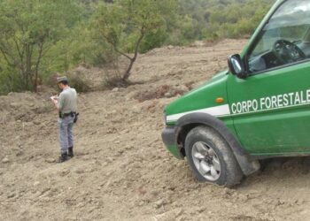 Disbosca area per destinarla a superficie agraria, denunciato dalla Forestale