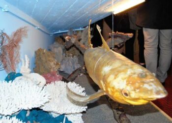 Inaugurato all’Unical il Museo di Zoologia