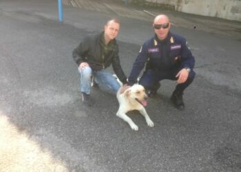 Le guardie zoofile AK Crotone recuperano cane abbandonato