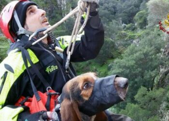 Segugio da caccia caduto in un dirupo profondo 60 metri, salvato dai Pompieri