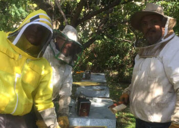 Athenia Tumida, Coleottero che attacca gli Alveari: L’Apicoltore Capoano invita in Calabria il Prof. Ballardini