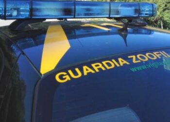 Rinvenuto deposito incontrollato di rifiuti pericoli a Isola di Capo Rizzuto