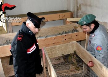 Antibracconaggio: rinvenuti circa 2000 esemplari vivi di avifauna protetta