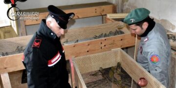 Antibracconaggio: rinvenuti circa 2000 esemplari vivi di avifauna protetta
