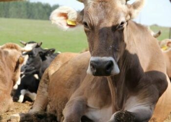 Blue Tongue: il Ministero convalida il lavoro della Task Force Veterinaria