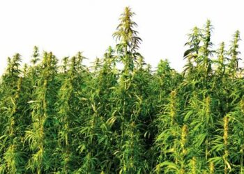 CANAPA E’…. Riscatto del Territorio