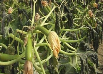 Condizioni climatiche, Confagricoltura: danni al sistema agricolo regionale