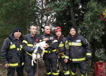 I Vigili del Fuoco salvano un cucciolo caduto in un dirupo di oltre 100 metri