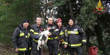 I Vigili del Fuoco salvano un cucciolo caduto in un dirupo di oltre 100 metri