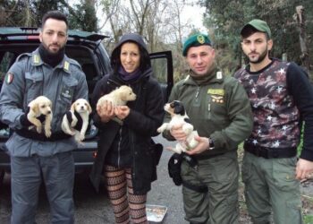 Le Guardie Zoofile Crotone salvano 4 cuccioli, trovati sul ciglio della strada