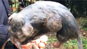 Rinvenuto nelle campagne cirotane per la prima volta, un esemplare di Ghiro