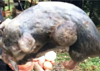 Rinvenuto nelle campagne cirotane per la prima volta, un esemplare di Ghiro