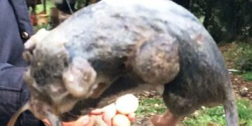 Rinvenuto nelle campagne cirotane per la prima volta, un esemplare di Ghiro