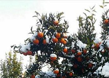 La neve e il gelo della notte hanno provocato danni alle imprese agricole