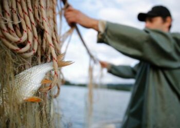 Appello a tutti i Pescatori professionisti calabresi
