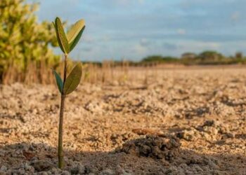 Psr Calabria, 45 milioni per gli agricoltori calabresi