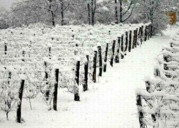 Coldiretti neve e gelo sulla calabria: danni all’ortofrutta e zootecnia