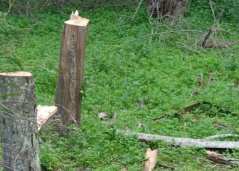 Arrestati tre uomini di Ciro’ Marina, tagliavano alberi nella Pineta