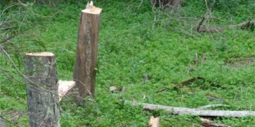 Arrestati tre uomini di Ciro’ Marina, tagliavano alberi nella Pineta