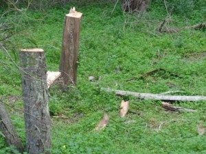 Arrestati tre uomini di Ciro' Marina, tagliavano alberi nella Pineta3