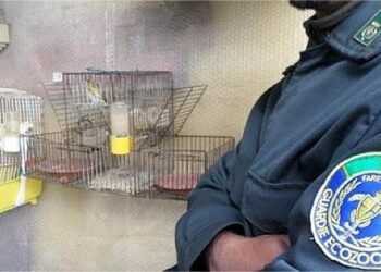 Cirò Marina, bracconaggio: sequestrate trappole per la cattura dei volatili