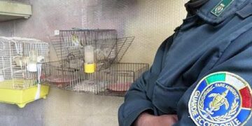 Cirò Marina, bracconaggio: sequestrate trappole per la cattura dei volatili