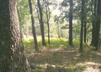 Cotronei, Denunciato un uomo per abbattimento e furto di alberi