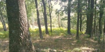 Cotronei, Denunciato un uomo per abbattimento e furto di alberi