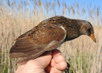 Inanellato per la prima volta dall’esperto Mario Pucci il raro Voltolino