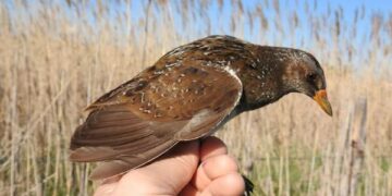 Inanellato per la prima volta dall’esperto Mario Pucci il raro Voltolino