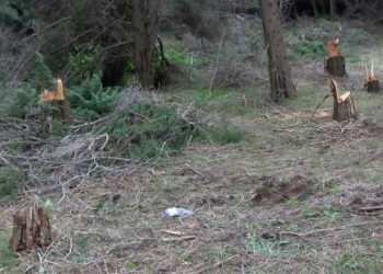 Isola Capo Rizzuto, Denunciati due uomini per abbattimento e furto di cipressi