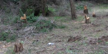 Isola Capo Rizzuto, Denunciati due uomini per abbattimento e furto di cipressi