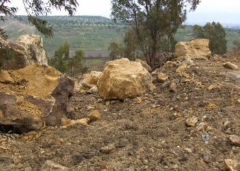 Isola Capo Rizzuto: estirpate circa un ettaro di ceppaie di eucaliptus, identificato il responsabile