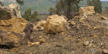 Isola Capo Rizzuto: estirpate circa un ettaro di ceppaie di eucaliptus, identificato il responsabile