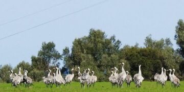 200 Gru durante la migrazione fanno tappa sulle pianure di Cirò