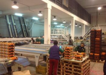 Nei Mercati di Campagna Amica del Nord e Centro, un pieno di salute con le arance della Calabria