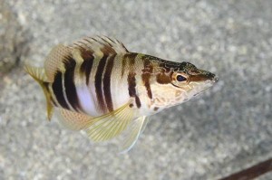 Crotone, Presentazione 37° Campionato Italiano di Safari Fotosub2