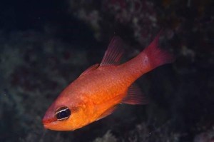 Crotone, Presentazione 37° Campionato Italiano di Safari Fotosub3