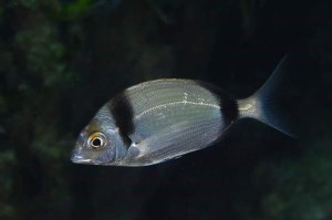 Crotone, Presentazione 37° Campionato Italiano di Safari Fotosub4