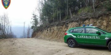 Estirpato Bosco di Castagno e sbancamento, una persona denunciata