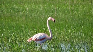 Fenicotteri su Punta Alice, continua lo spettacolare passaggio sui cieli di Cirò Marina1