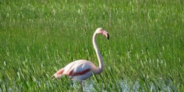 Fenicotteri rosa su Punta Alice, continua lo spettacolare passaggio sui cieli di Cirò Marina